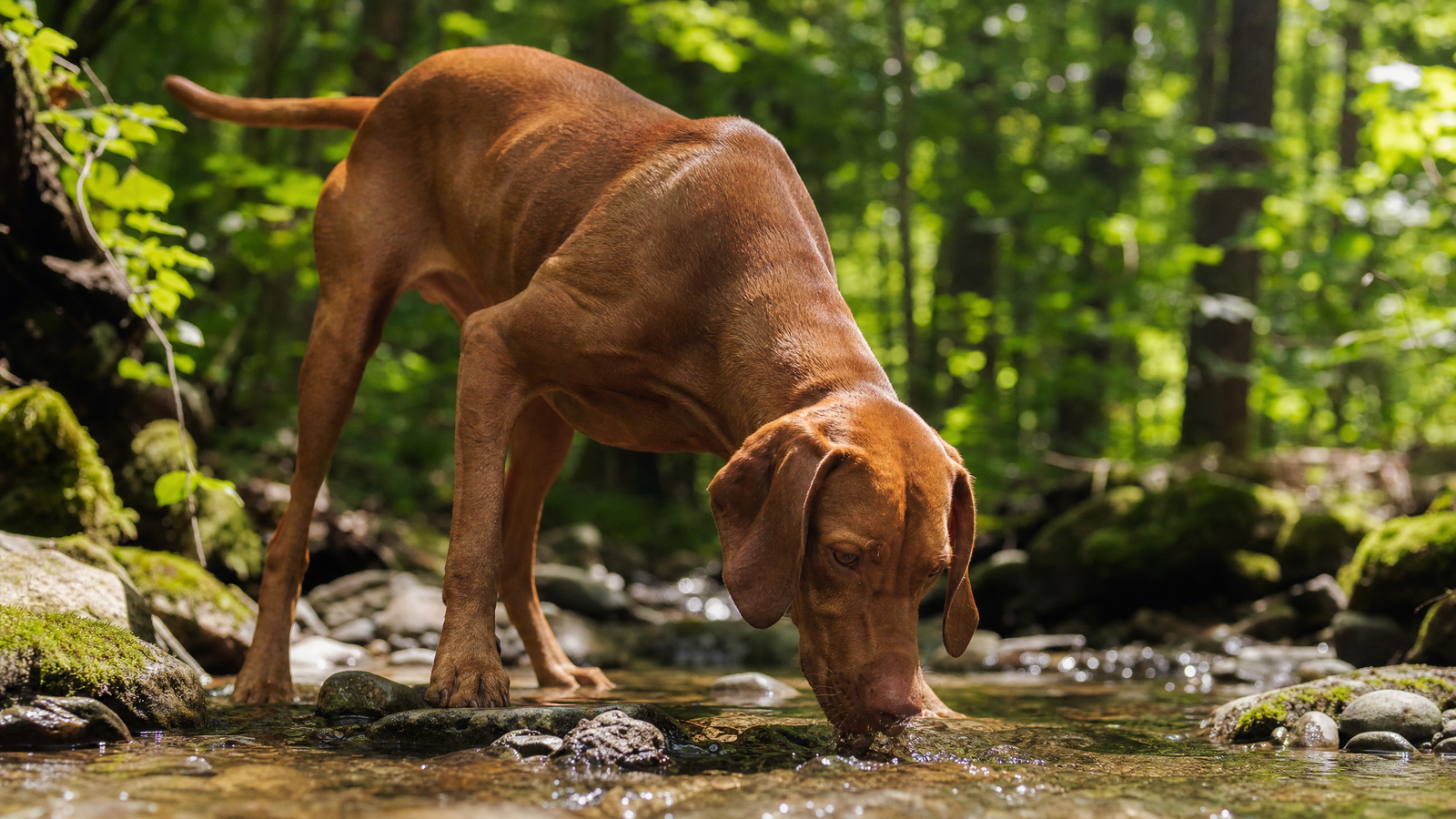 Featured image for The Science of Cellular Hydration in Dogs