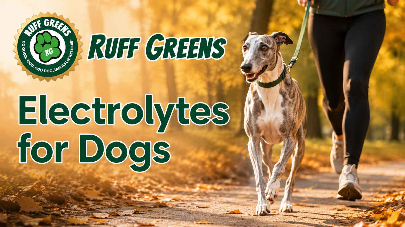 Electrolytes for Dogs: When Do Dogs Need Hydration Support?
