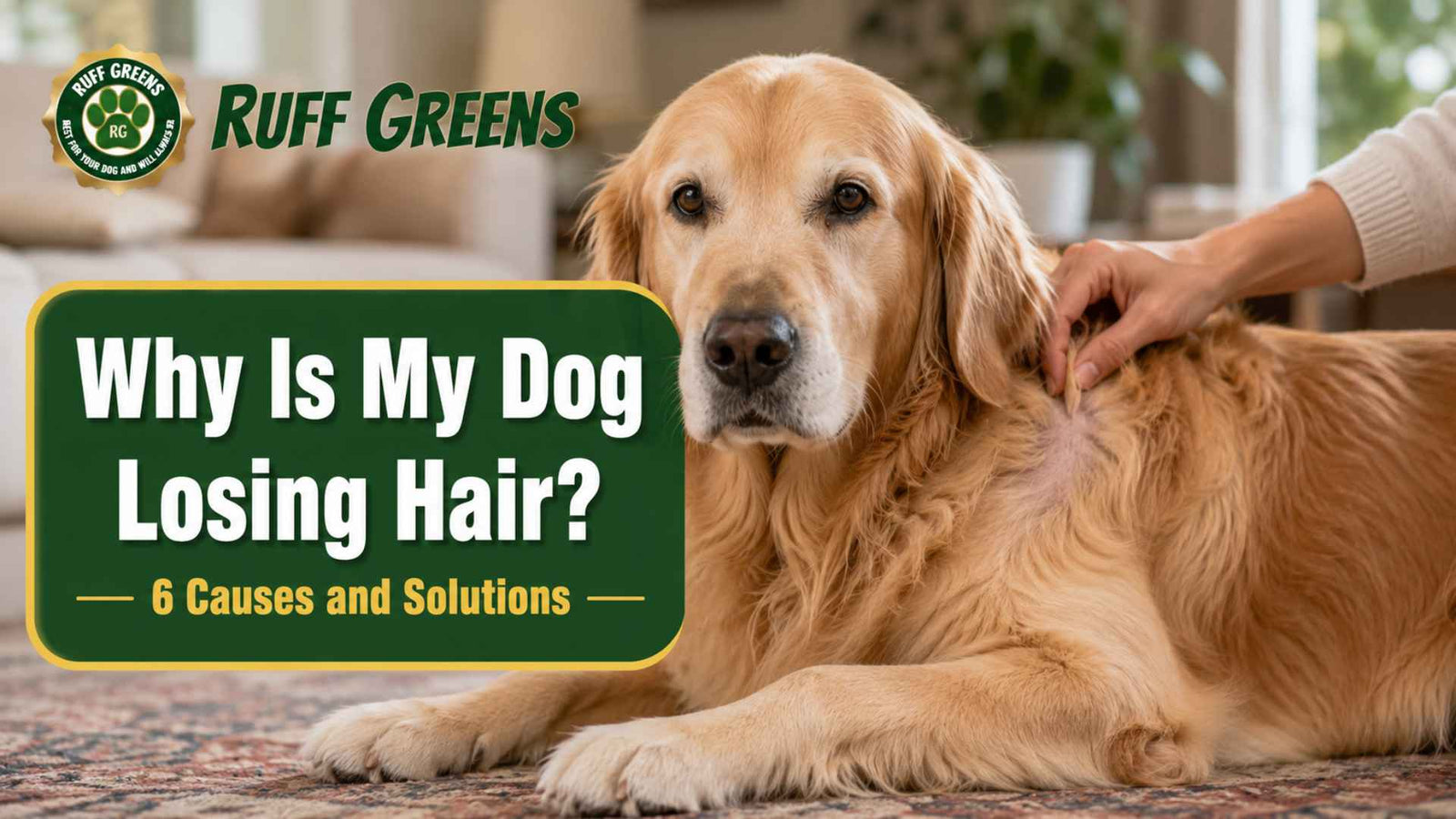 Why Is My Dog Losing Hair? 6 Causes and Solutions