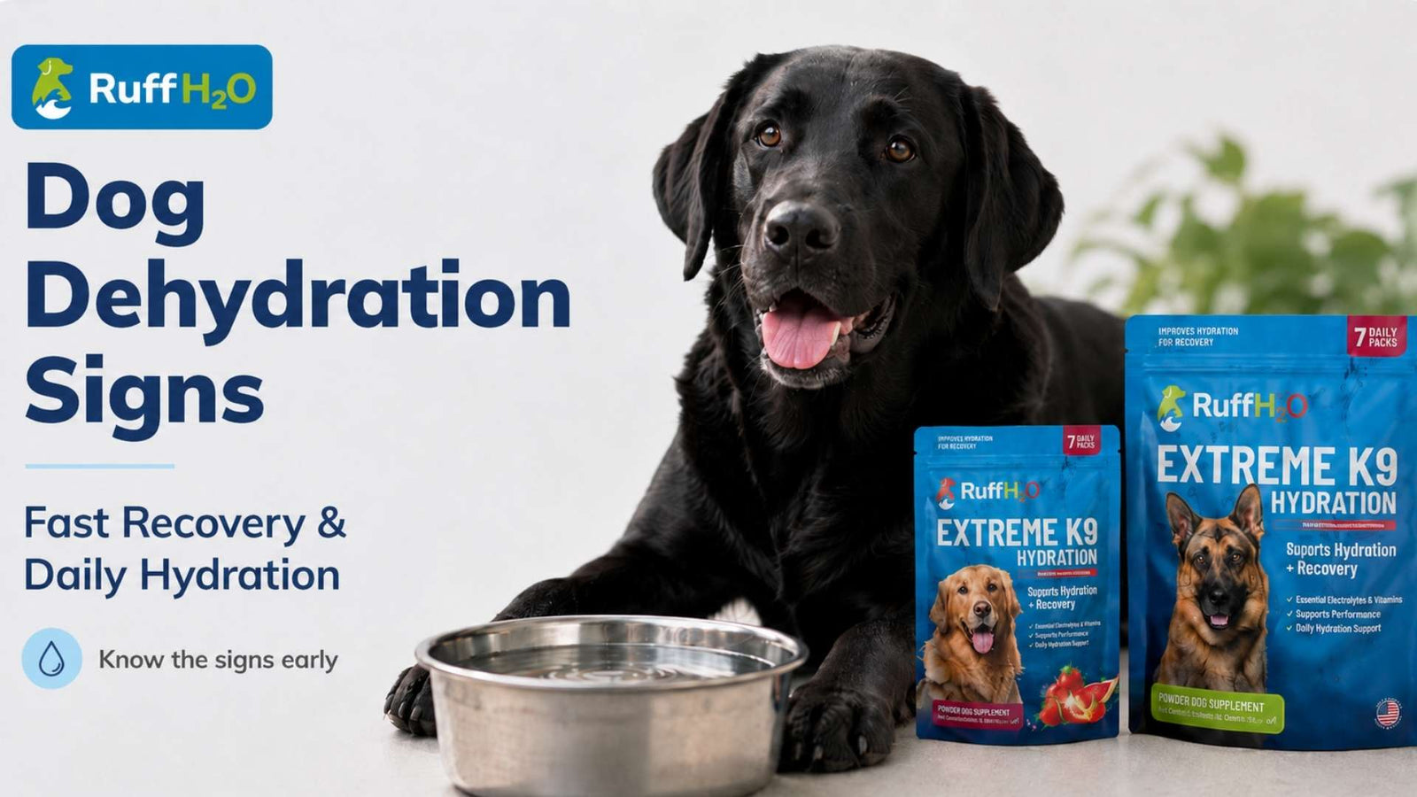 dog dehydration signs and fast recovery