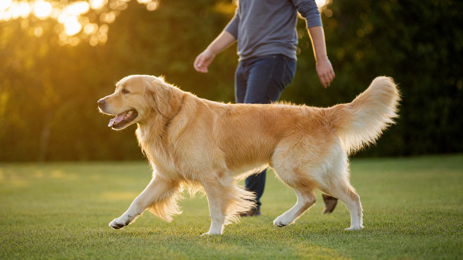 Golden retriever walking happily on grass with owner during golden hour - hip dysplasia in dogs guide