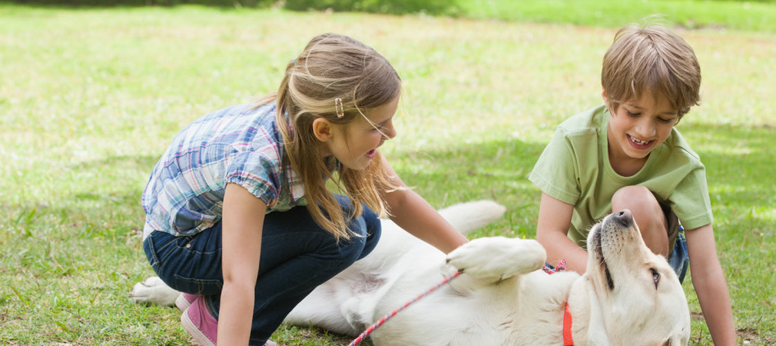 National Dog Bite Prevention Week