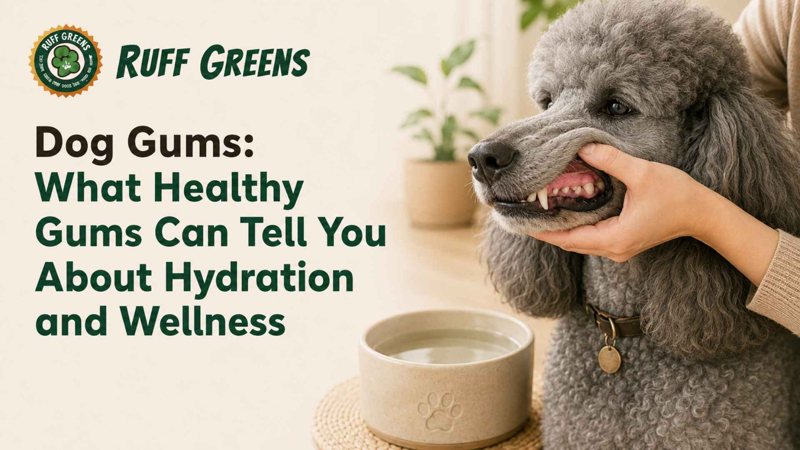 Dog Gums: What Healthy Gums Can Tell You About Hydration and Wellness