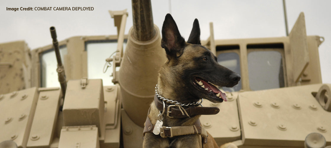 K9 Veteran’s Day