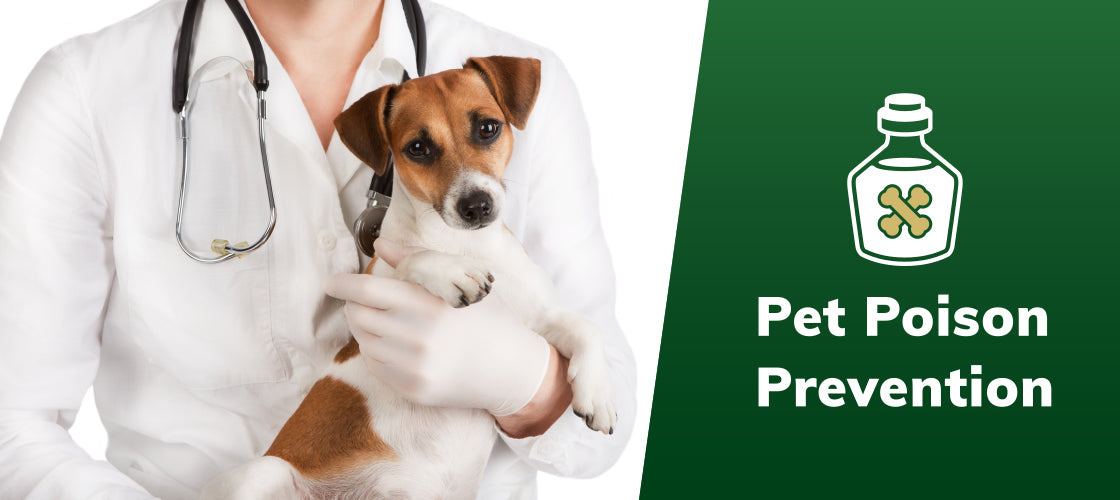 Poisoning Your Dog? Check This Out…