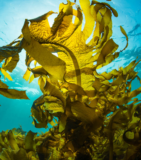 Kelp
