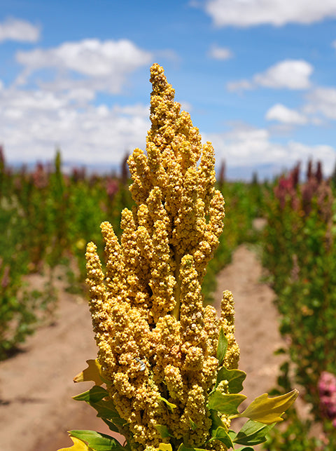 Quinoa