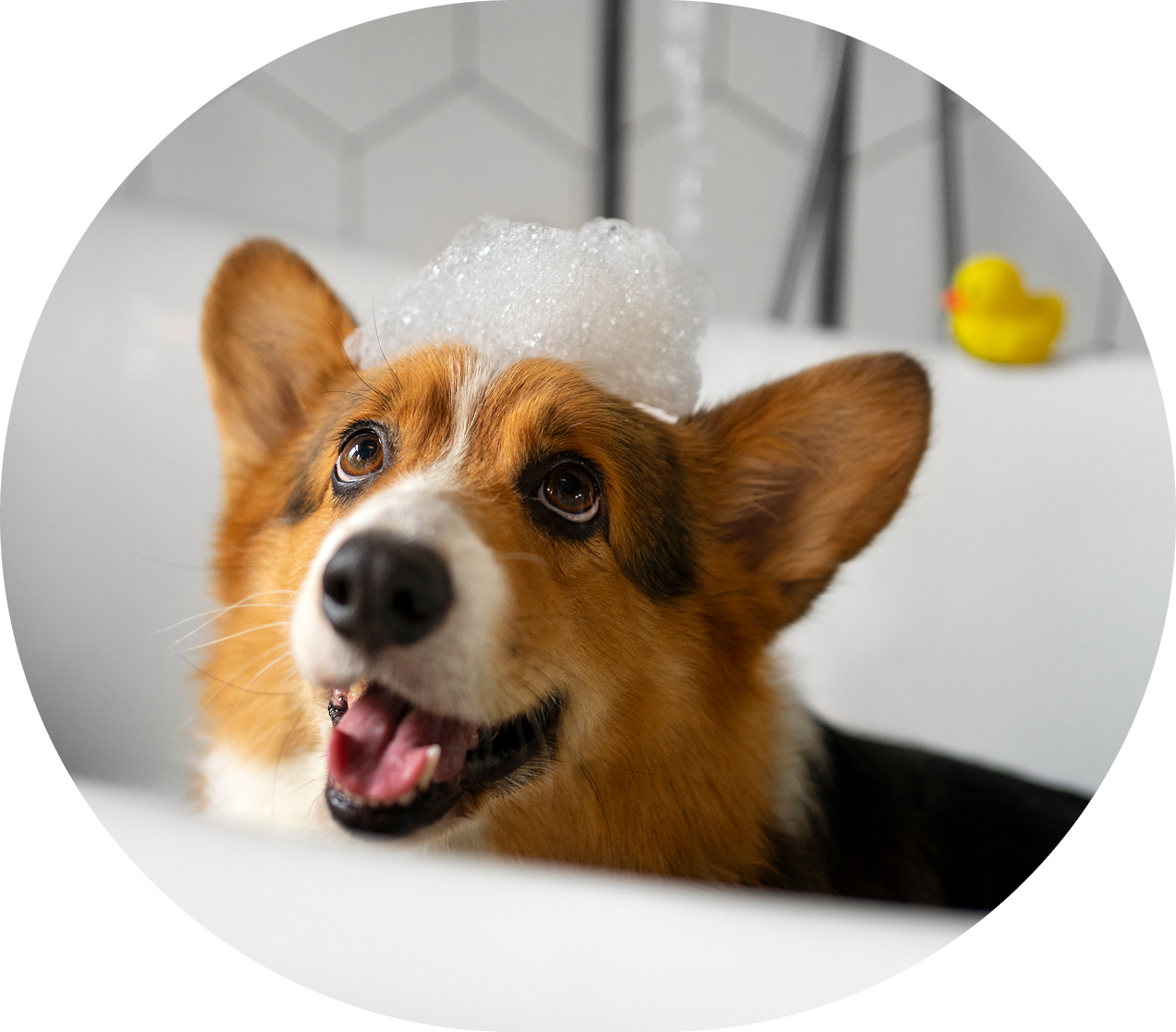 dog image