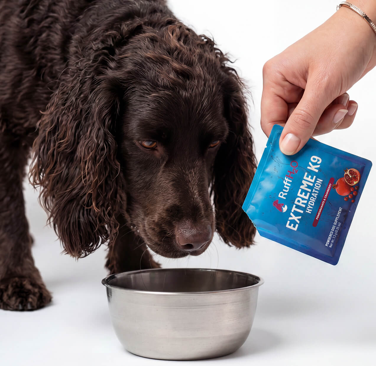 dog image