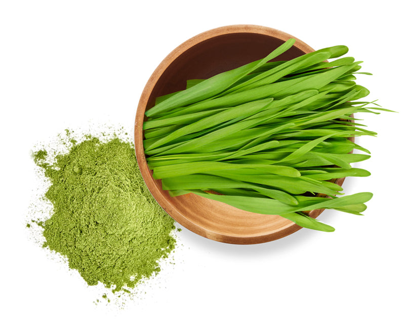 Barley Grass used in whole-food nutrition for dogs