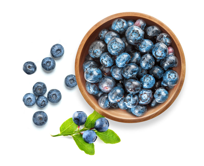 Blueberries for dogs: fresh berries in a bowl as an occasional treat