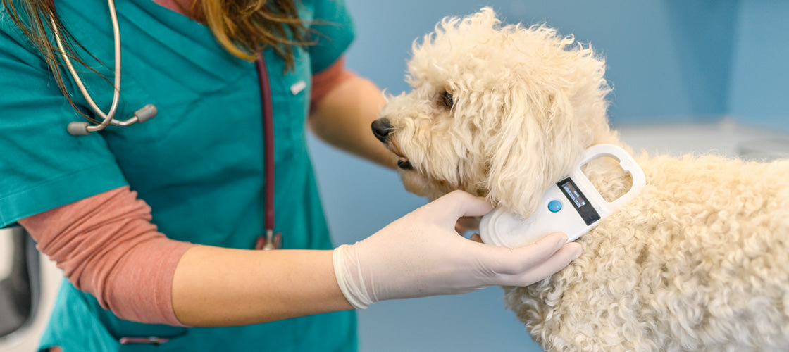 Avoiding A Painful Experience – Being Reunited With Your Dog