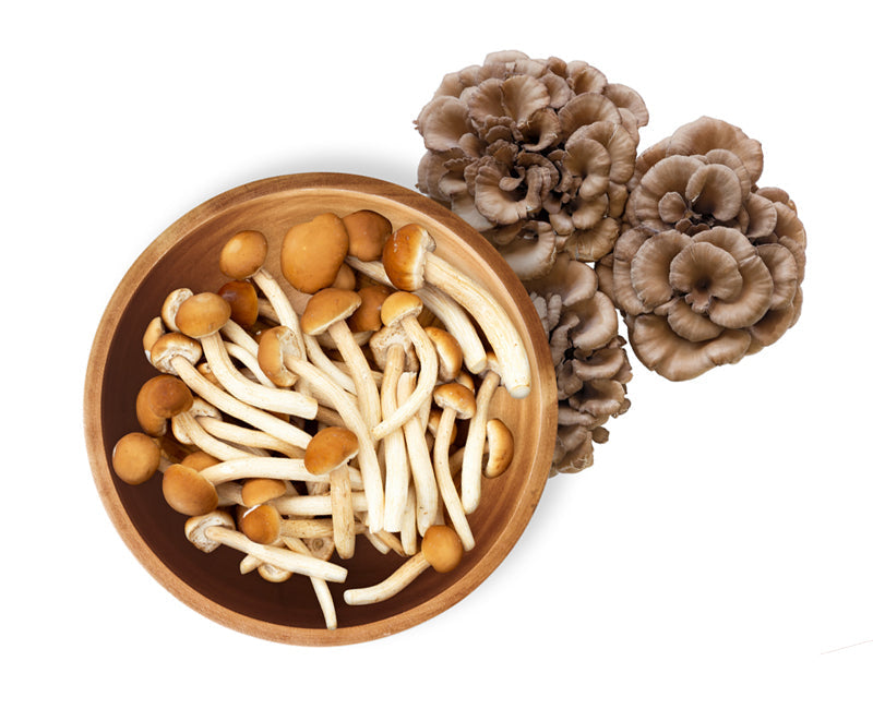 Maitake mushroom featured in a dog nutrition guide