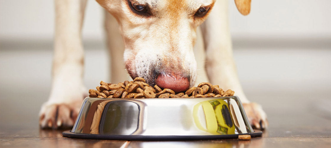 Gravy to put on dog outlet food