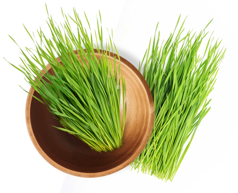 Wheatgrass