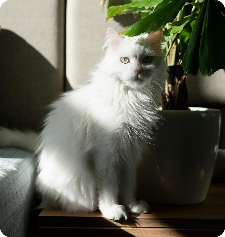 Got cats too? We’ve got them covered.