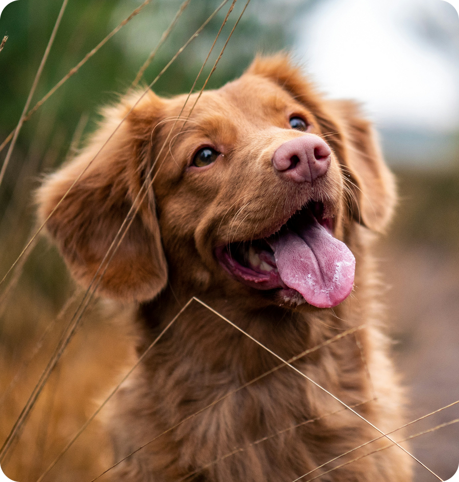 Everything your dog needs.