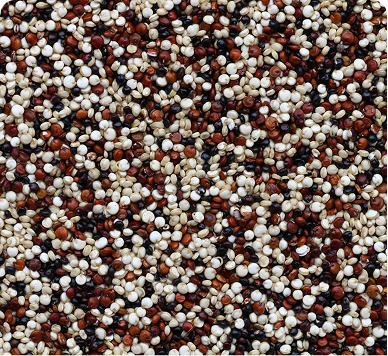 Quinoa