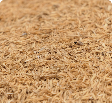 Rice Bran