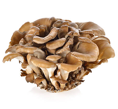 Maitake Mushroom