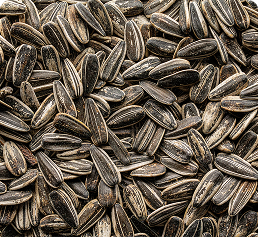 Sunflower Seeds
