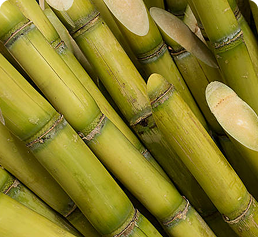 Fermented Sugarcane Reb M
