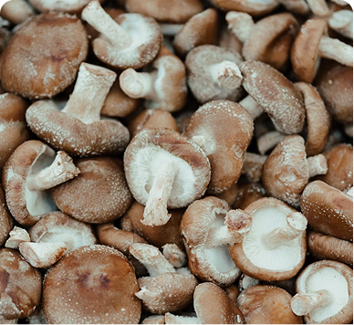 Shiitake Mushroom