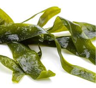 Sea Kelp
