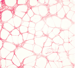 L-Malic Acid