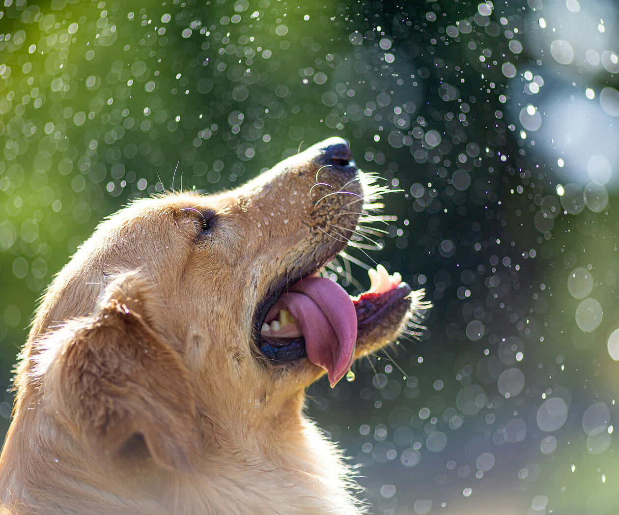 dog image