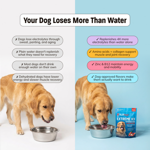Ruff H2O, K9 Hydration