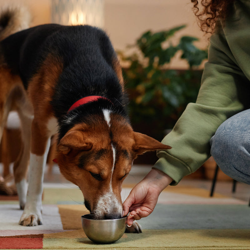 A dog eating from a bowl beside its owner