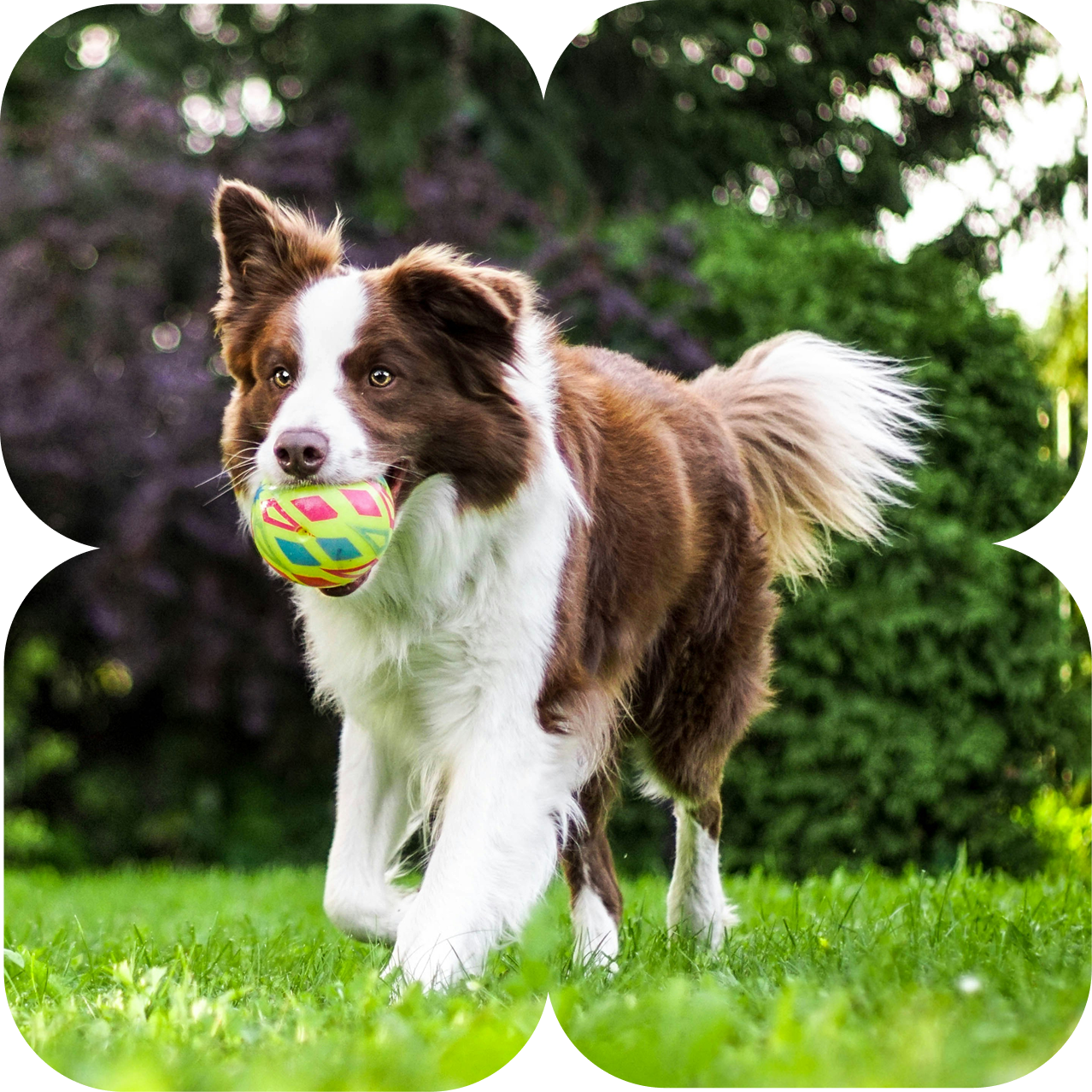 Energetic brown and white border collie running on grass with colorful ball