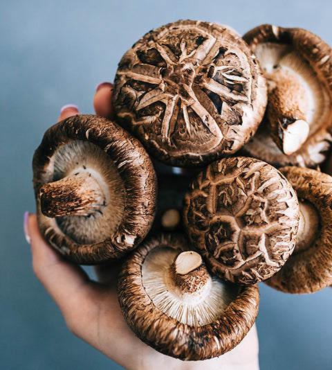 Shitake Mushroom - Ruff Greens