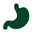 probiotics and enzymes help improve gut health, regularity, and nutrient absorption.