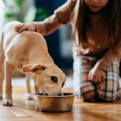 A Vet-Approved Guide for 2026